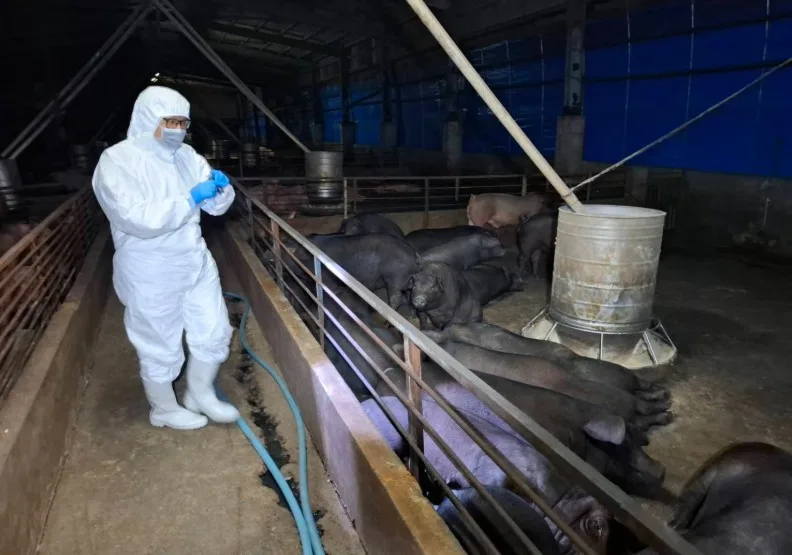 台中一處養豬場疑似非洲豬瘟。取自台中市政府官網