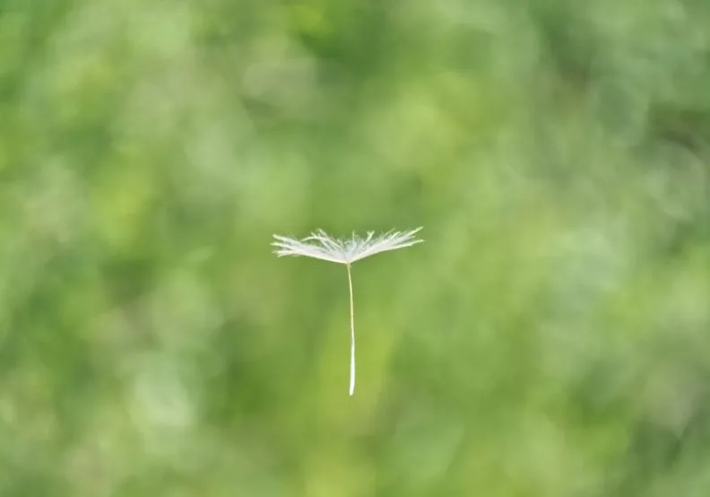 《帶來幸福的種子句》／僅為情境圖，取自unsplash