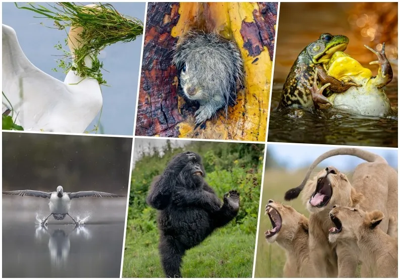 2025喜劇攝影獎得獎名單正式出爐。comedywildlifephoto