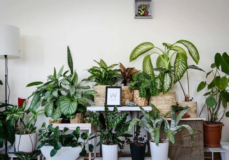 《為什麼有錢人家裡都有觀葉植物？》／僅為情境圖，取自unsplash