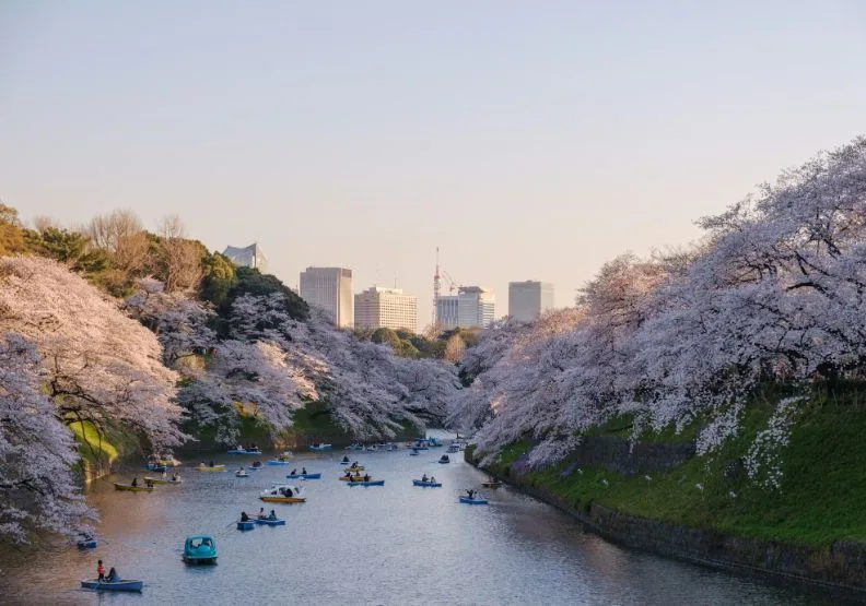 盤點東京10大熱門必訪的櫻花勝地／僅為情境圖，取自unsplash