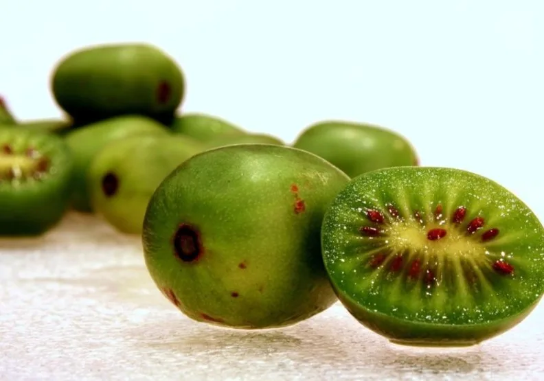 迷你奇異果（學名：Actinidia arguta）是一種多年生藤本植物。取自Hiperpinguino, CC BY-SA 3.0, via Wikimedia Commons