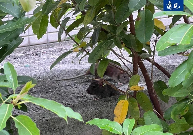 滅鼠專家直言，100隻老鼠至少有10隻漢他病毒帶原。張婉約攝