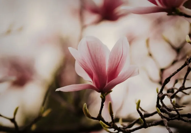 《離苦》／僅為情境圖，取自unsplash