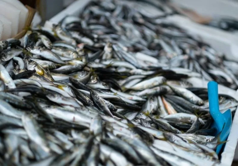 紅甘與白帶魚正迅速消失，這些魚獲當中甚至九成是幼魚。示意圖。unsplash by levimeirclancy