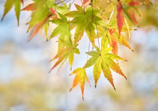 立秋後就會變涼？注意這「4個壞習慣」降低免疫力，小心夏季流感上身
