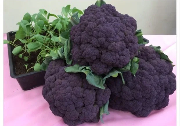 紫色花椰菜來了！花費34年培育成功