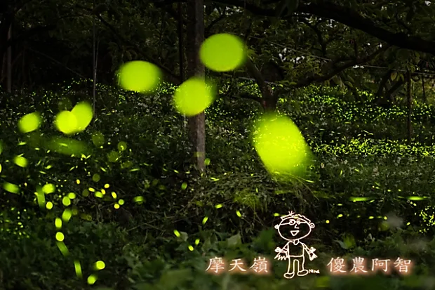 螢火蟲給的認證！聆聽夜晚果園裡大自然的交響樂