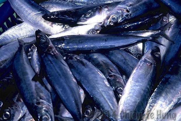 江戶時代的鄉土美味：臭屋與魚露