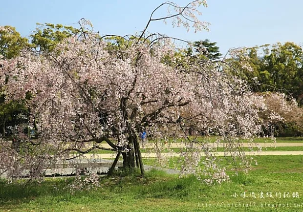 愛在櫻花綻放時！造訪日本舞鶴公園，福岡賞櫻勝地