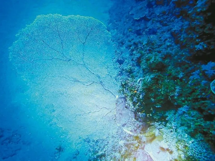 痛心！蘭嶼百年「大海扇」 疑遭盜採