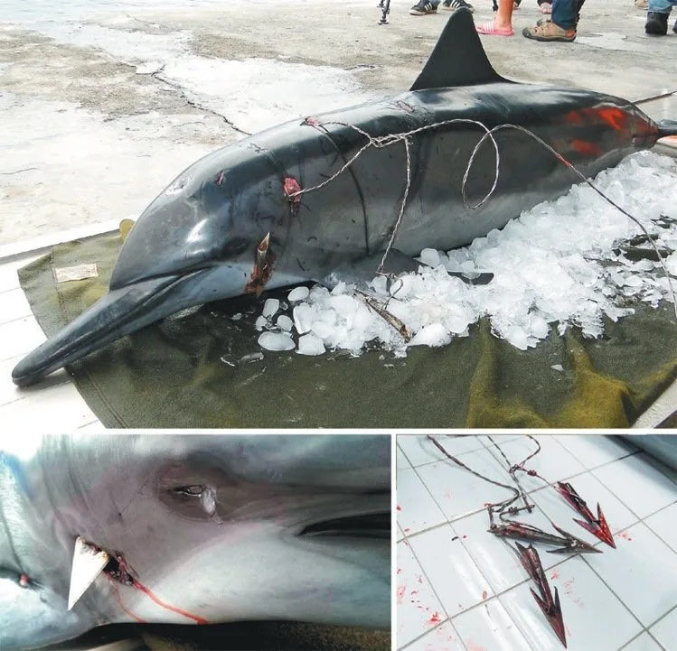 魚叉穿喉刺腦 海豚遭射殺