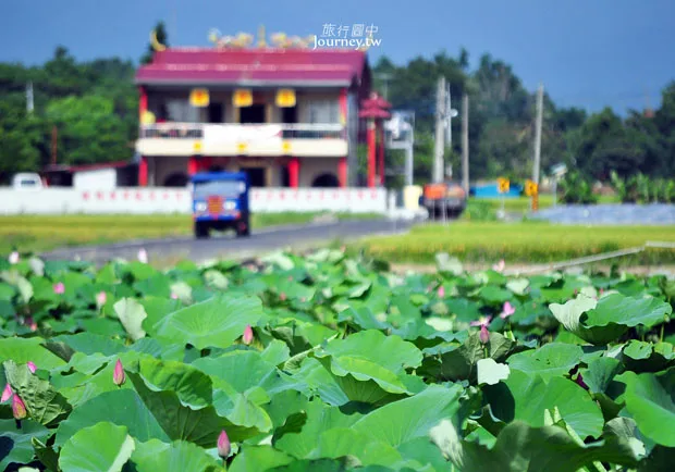 台南白河蓮花季．荷花田又滿開蓮花了