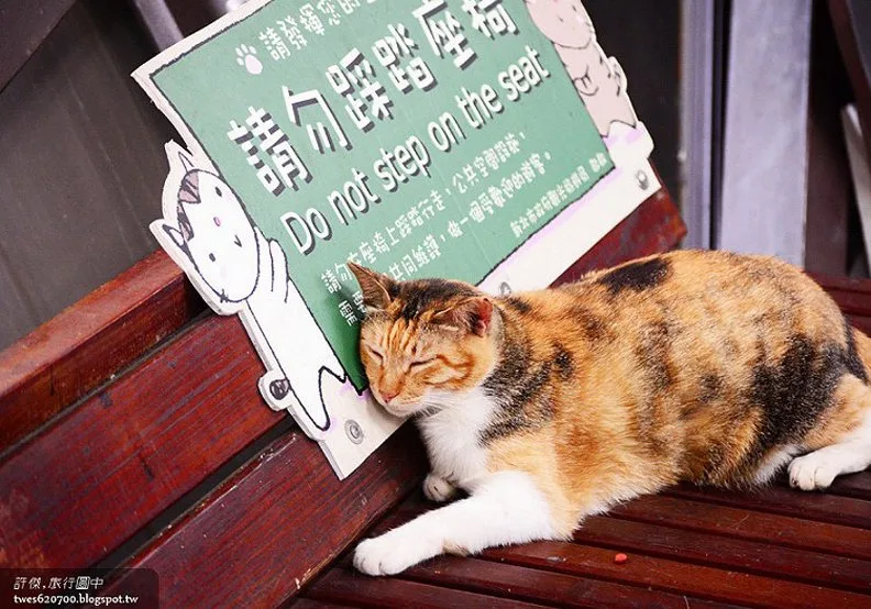 煤礦與貓咪之間的爭寵:猴硐車站_img_24