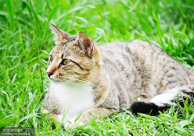 煤礦與貓咪之間的爭寵:猴硐車站_img_31