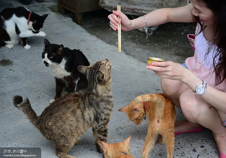 煤礦與貓咪之間的爭寵:猴硐車站_img_28