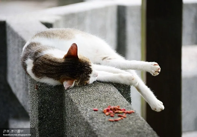 煤礦與貓咪之間的爭寵:猴硐車站_img_27
