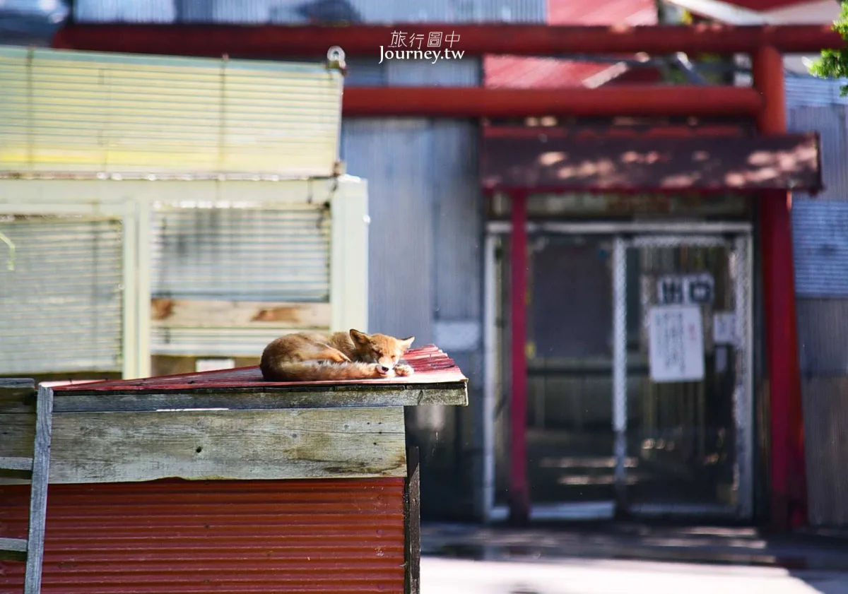 60隻狐狸的萌學園:北見狐狸牧場_img_15