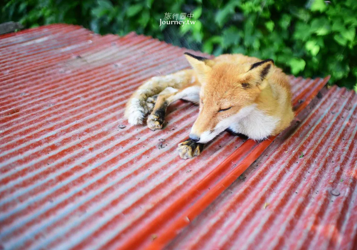60隻狐狸的萌學園:北見狐狸牧場_img_16