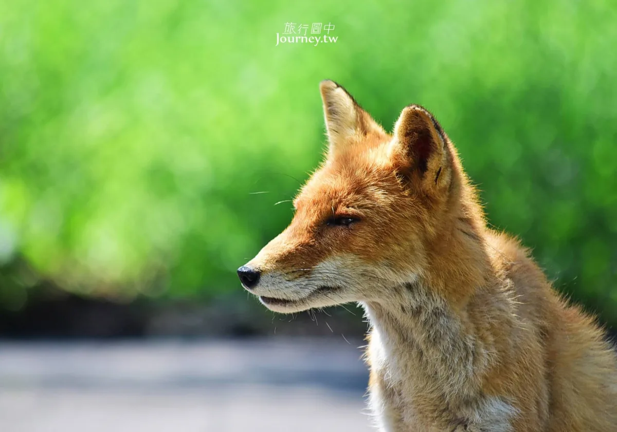 60隻狐狸的萌學園:北見狐狸牧場_img_18