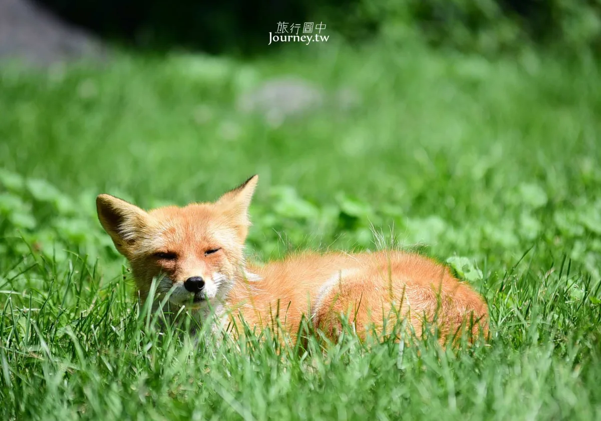 60隻狐狸的萌學園:北見狐狸牧場_img_20