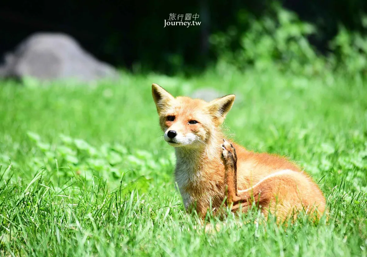 60隻狐狸的萌學園:北見狐狸牧場_img_21