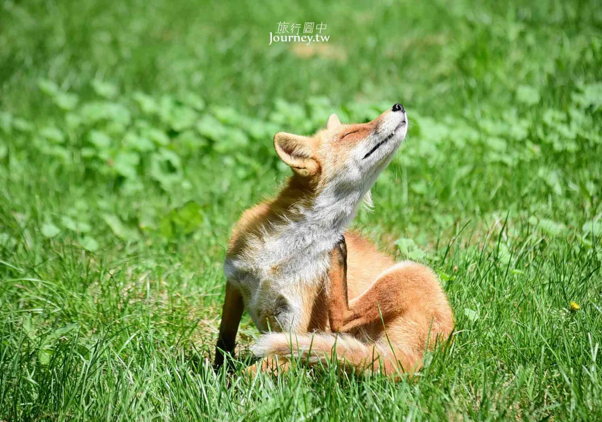 60隻狐狸的萌學園:北見狐狸牧場_img_23