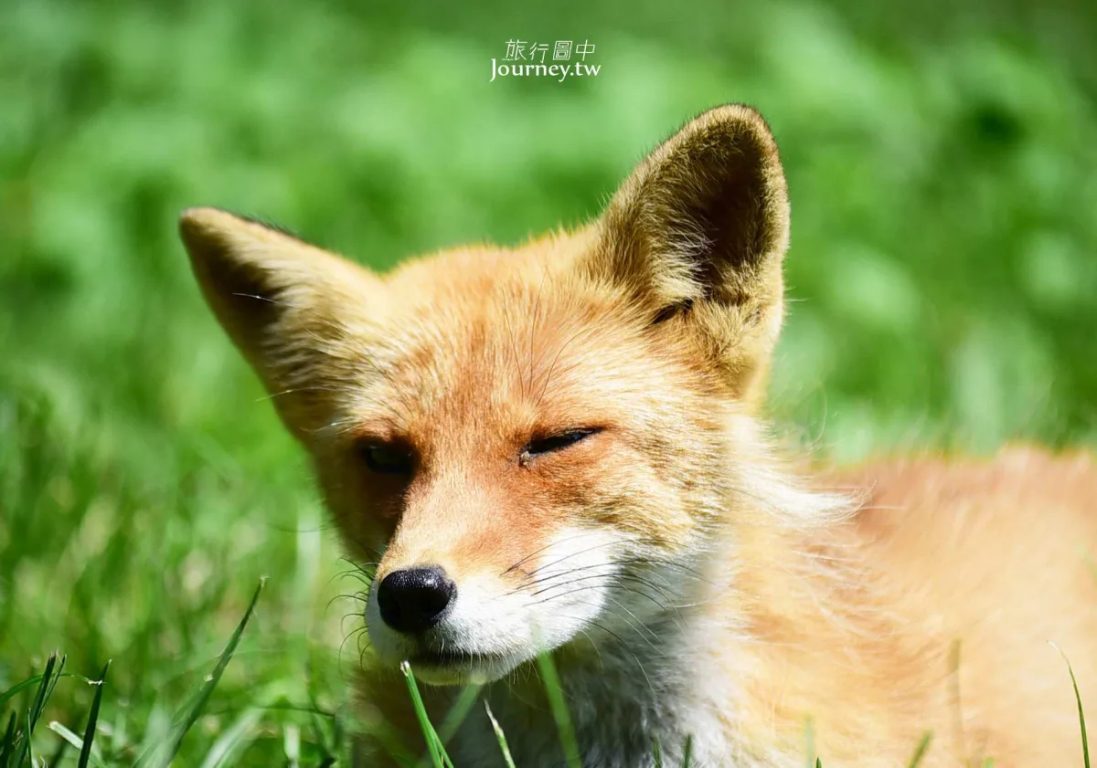 60隻狐狸的萌學園:北見狐狸牧場_img_24