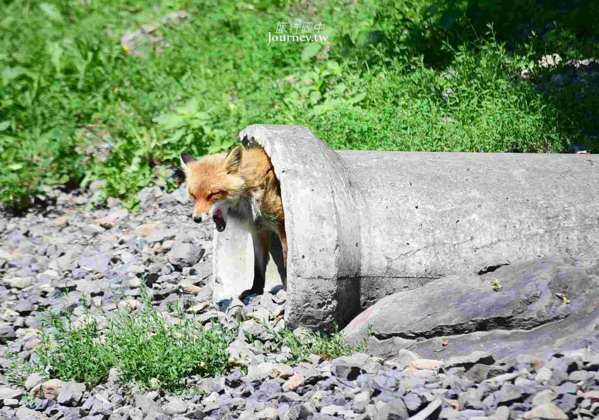 60隻狐狸的萌學園:北見狐狸牧場_img_25