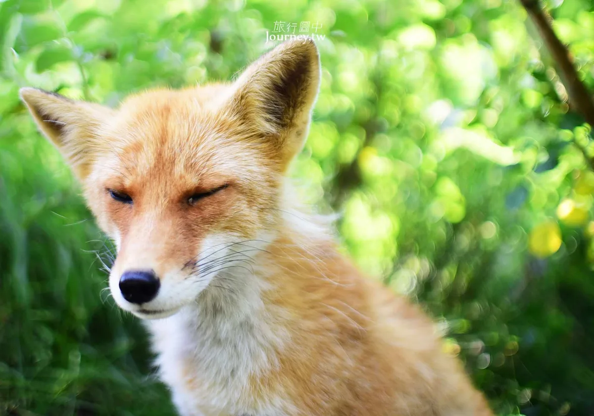 60隻狐狸的萌學園:北見狐狸牧場_img_26