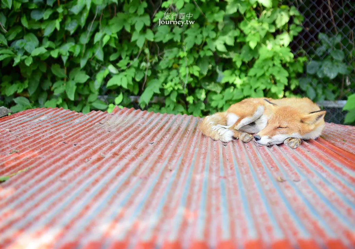 60隻狐狸的萌學園:北見狐狸牧場_img_27